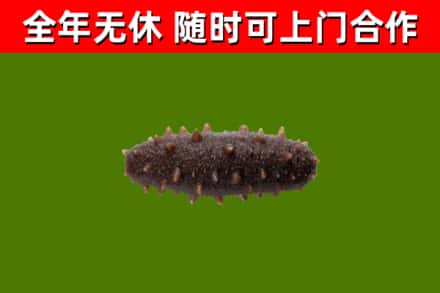 晋城市烟酒回收干海参.jpg